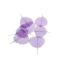 LIŚĆ PEEPUL - FIOLETOWY : VIOLET.jpg