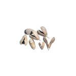 MIKE FRUIT WHITE WASHED