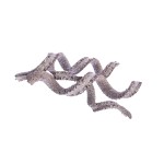 PALM COBRA WHITE WASHED