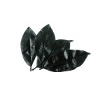 MAGNOLIA LEAF LETTER COLOR