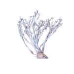 PALM FAN WHITE WASHED