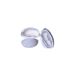 PALM POD BOAT CUT WHITE WASHED