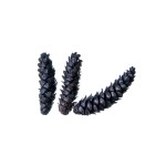 STROBUS BLACK 10cm - 25cm