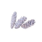 STROBUS SNOW TIP 10cm - 15cm