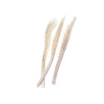 PALM JHAT / KHAJUR JHAR - BLD