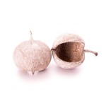 BUDDA NUT WHITE WASHED