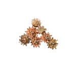 LEUCOSPERMUM PLUMOSUM