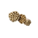 LOTOS LARGE GOLD / PLATINUM