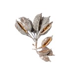 BRACHYCITON WHITE WASHED