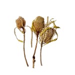 BANKSIA SPECIOSA