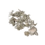 MECH / GREY MOSS - WHITE WASHED