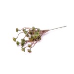 HA3HX144712PU11 - SUKULENT NA PIKU, EONIUM DRZEWIASTE