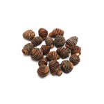 PLATYSPERNUM 4cm-6cm