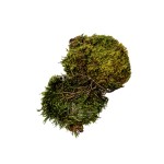 POLL MOSS