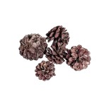 PINE CONE BROWN-WHITE WASHED