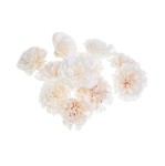 SHOLA CARNATION - 8 cm