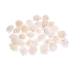 SHOLA CHORKY - 4 cm