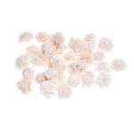 SHOLA ZINNIA - 4 cm