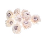 SHOLA ZINNIARY - 8 cm