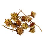 LEUCOSPERMUM PLUMOSUM CREAM