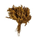 SHYAMA GRASS