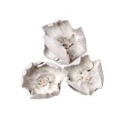 PALM CUP WHITE WASHED