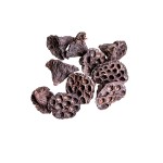 LOTOS MDM BROWN-WHITE WASHED