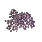 CASURINA SILVER / PLATINUM