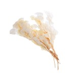 EUCALYPTUS POPULUS - 60 cm P/W