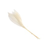 CLIVIA LEAF - 60/70 cm P/W