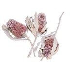 BANKSIA MENZIESII - WHITE WASHED