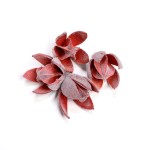 LILLY WILD FLOCK RED