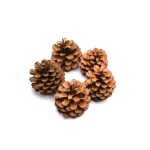 PINE CONE