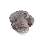 SPONG MUSHROOM FLOCK KATHA