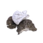 SPONG MUSHROOM WHITE WASHED