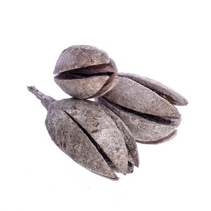 THUJA POD WHITE WASHED