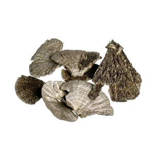 SPONG MUSHROOM CHAMPAGNE