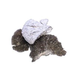 SPONG MUSHROOM WHITE WASHED