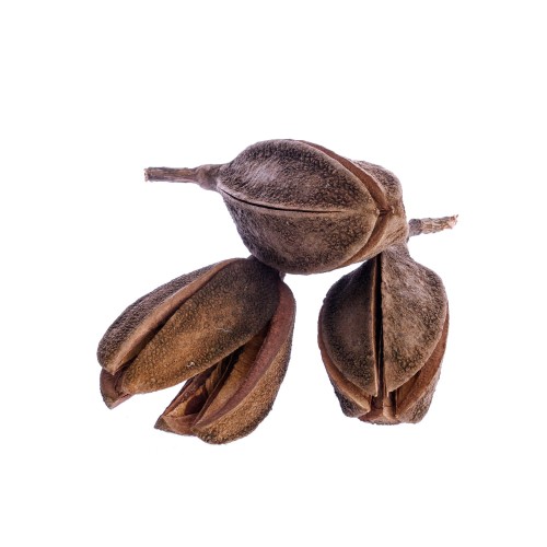 THUJA POT - NATURE.jpg