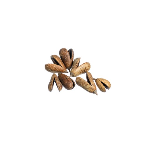 MIKE FRUIT - NATURE.jpg