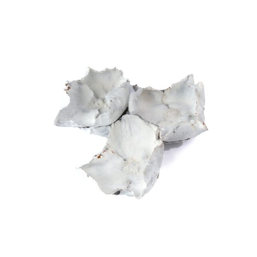 PALM CUP WAX - BIAŁY.jpg