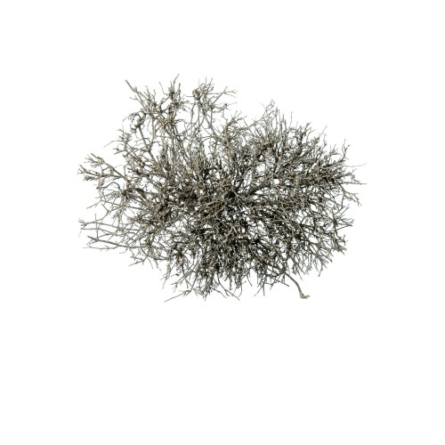 DRY TREE - CHAMPAGNE.jpg