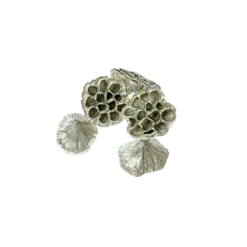 LOTOS MDM - CHAMPAGNE.jpg