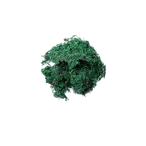 GREY MOSS - GREEN.jpg