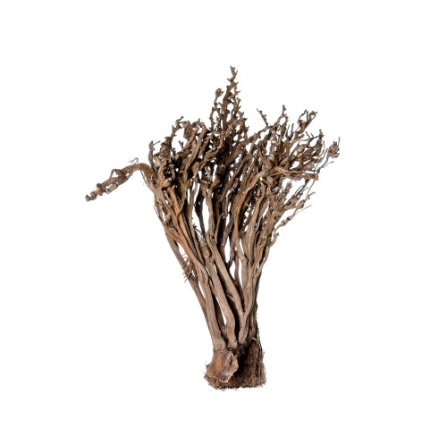 PALM FAN - NATURE.jpg