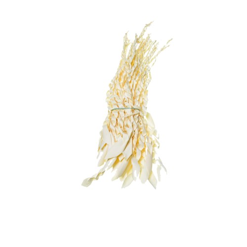 PALM SNAKE - WYBIELANY.jpg