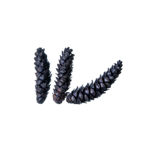 STROBUS - 10-15cm - CZARNY.jpg