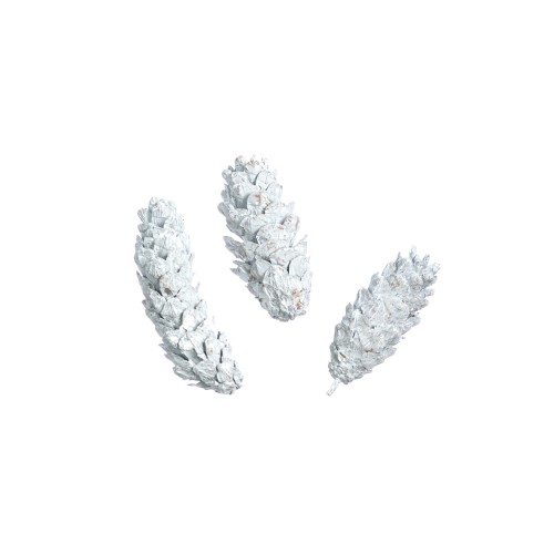 STROBUS - 10-15cm - WHITE WASHED.jpg