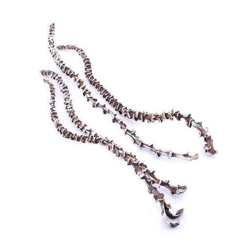 BANANA STEM 35-40cm - SNOW TIP.jpg