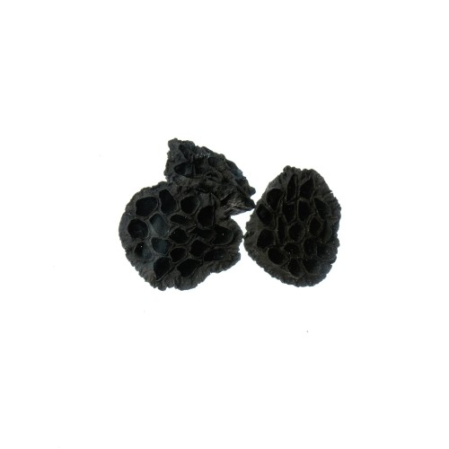 LOTOS LARGE - BLACK.jpg